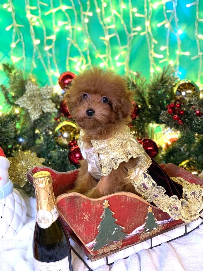 тедди пудель