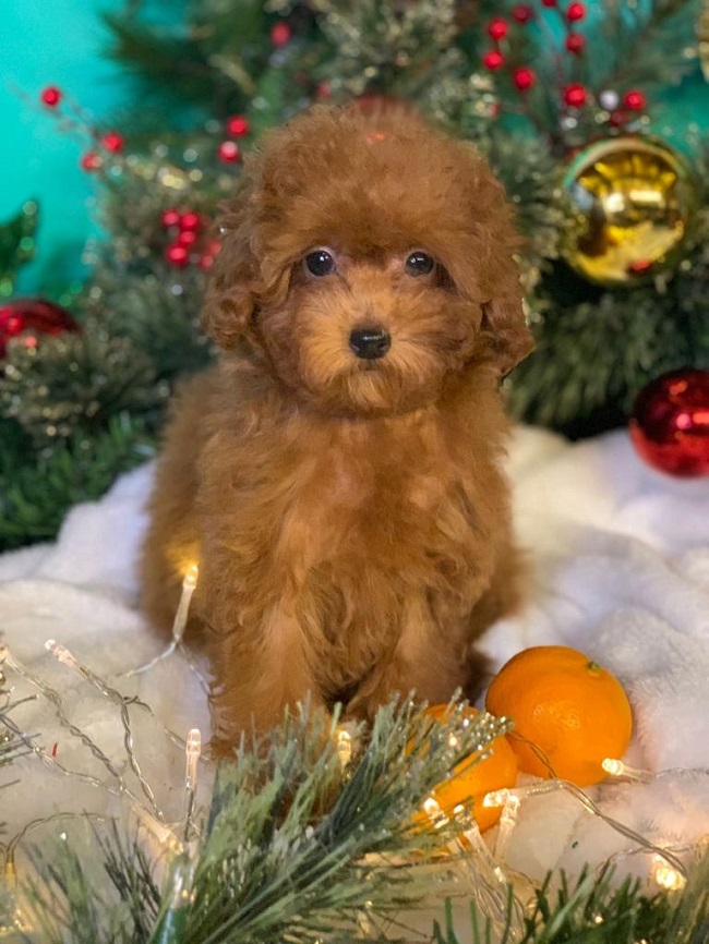 тедди пудель