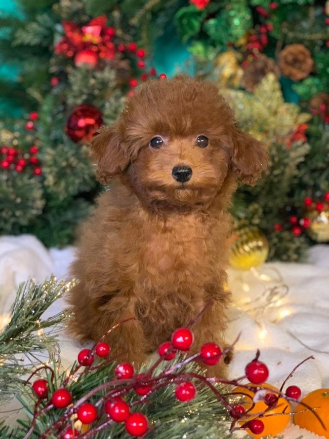 тедди пудель