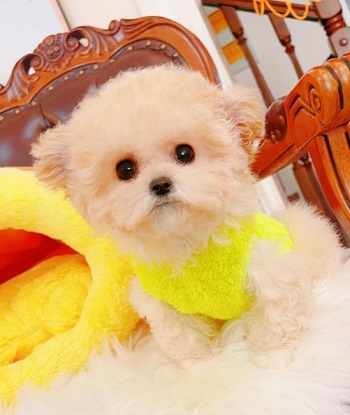 тедди пудель