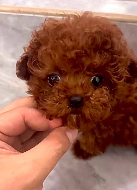 тедди пудель