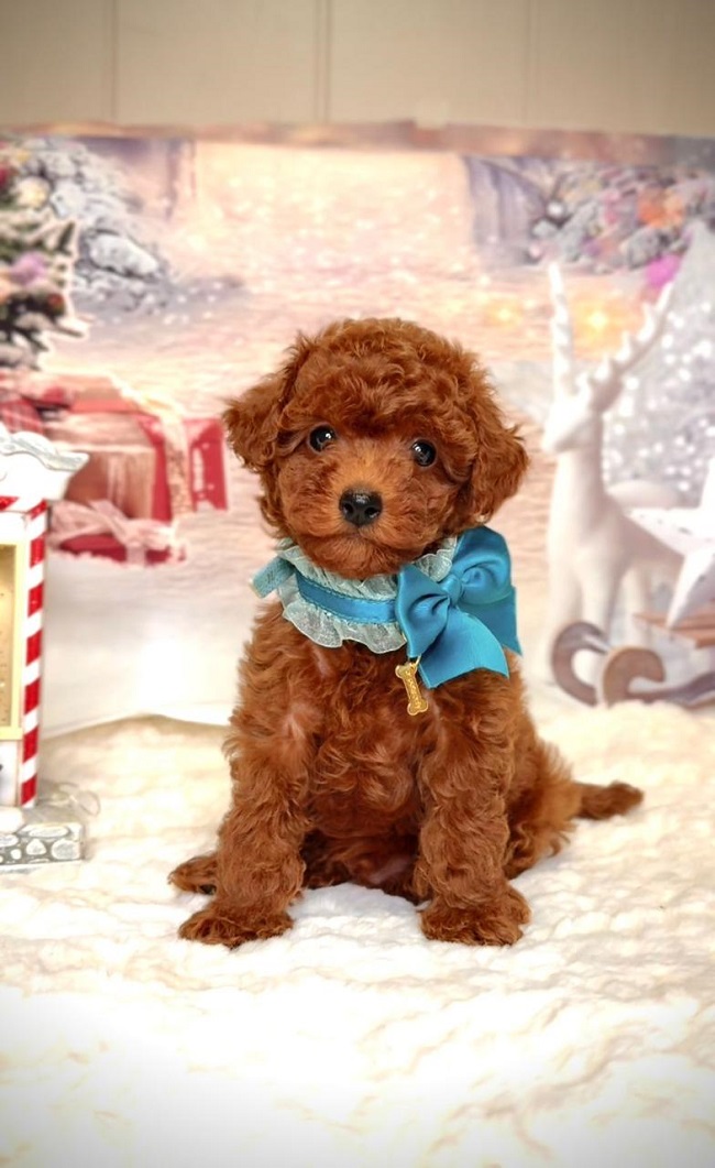 тедди пудель