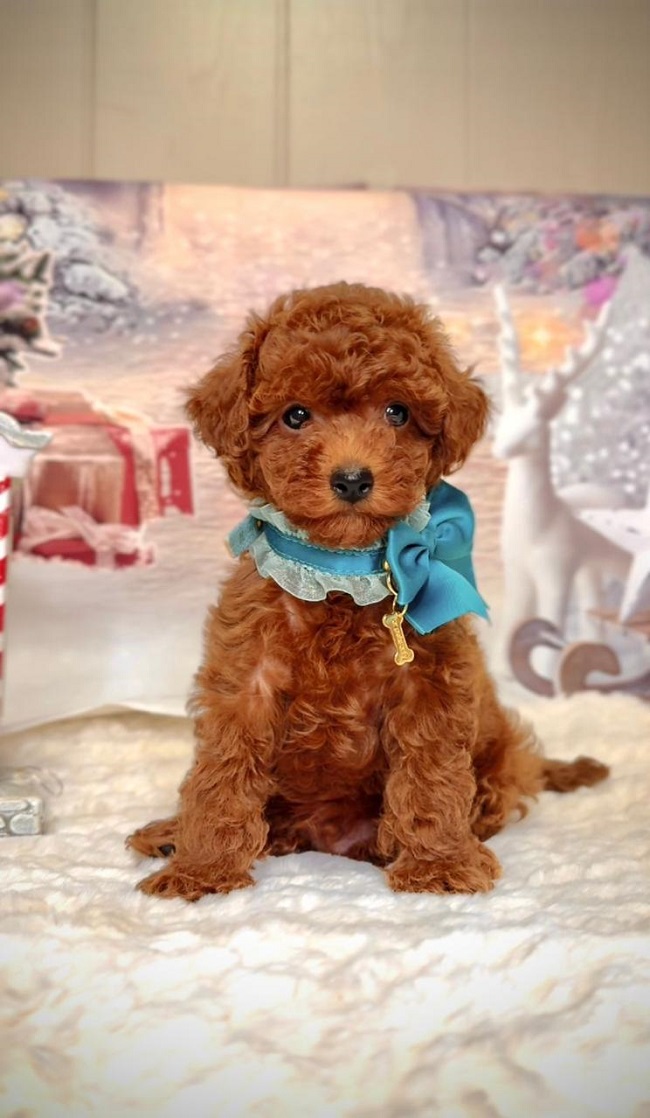 щенок мальтипу