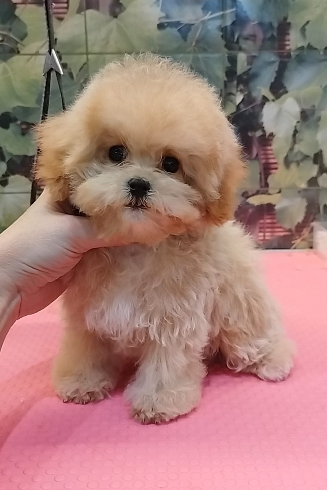 щенок мальтипу