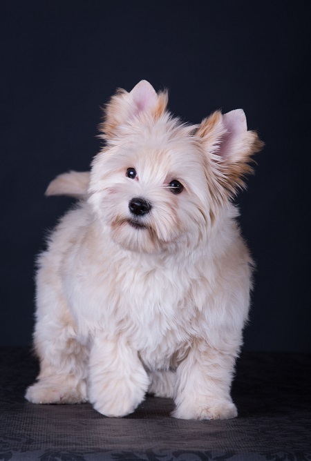 купить золотого йорка