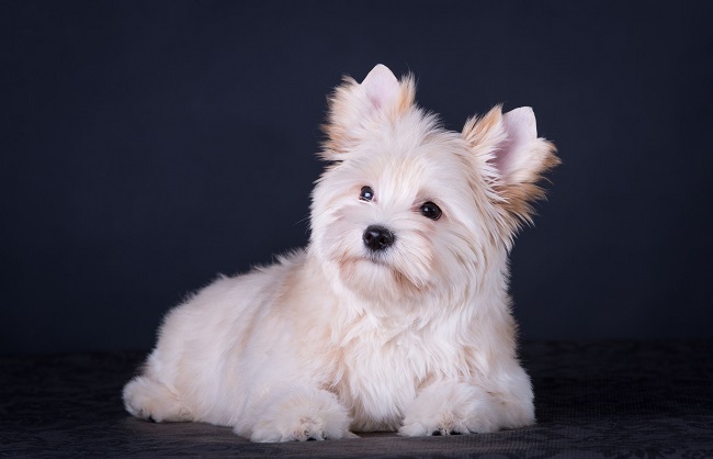 купить голддаст йорка