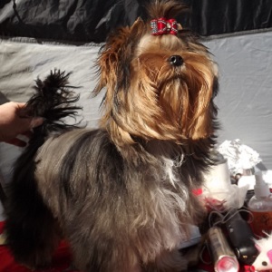 Блю Мерле Gino